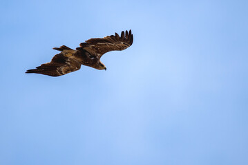 Steppe Eagle fly in sky with showing wing spread