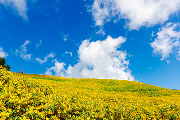 Obraz premium Beautiful Mexican Sunflower Yellow with Blue Sky at Mae hong son Thailand 