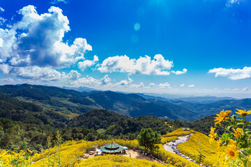 Beautiful Mexican Sunflower Yellow with Blue Sky at Mae hong son Thailand 