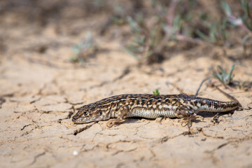 Steppe runner lizard or Eremias arguta close on dry ground