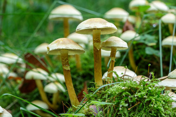 Pilze im Wald an morschem Baumstamm