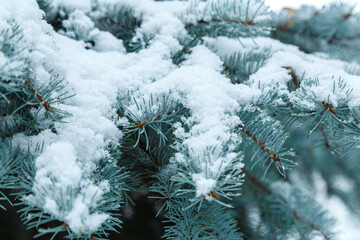 Blue spruce branches with fluffy snow and frozen ice crystals on them.