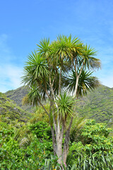 Fototapeta na wymiar Vertical view of cabbage tree (Cordyline australis) with green hills in background