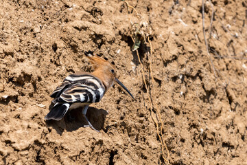 Eurasian Hoopoe or Common Hoopoe or Upupa epops the beautiful brown bird with spiky hair, beautiful crested bird