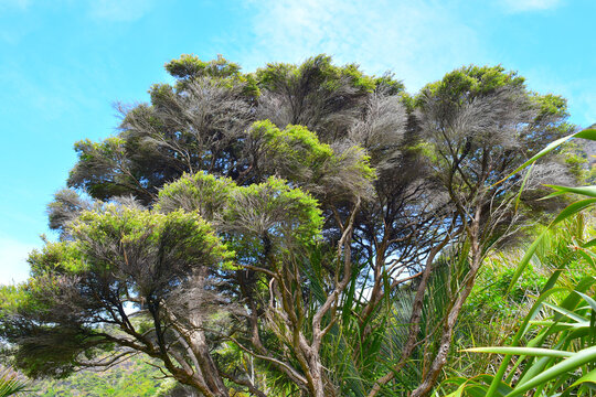 Manuka tree hi-res stock photography and images - Alamy