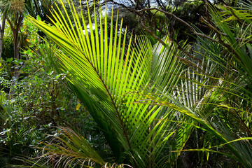 View of Nikau palm leaves