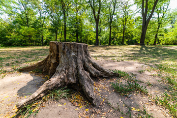 old tree stump in the summer park
