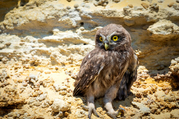 Little owl or Athene noctua perched on ground
