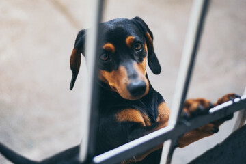Dog in a yard