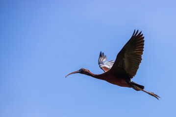 Flying Glossy Ibis. Plegadis falcinellus.