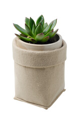 Succulents in handmade pots isolated