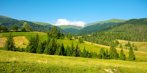 Fototapeta premium mountainous countryside in summertime. grassy field in front on the forest on rolling hills at the foot on the mountain range with alpine meadow beneath a blue sky with clouds
