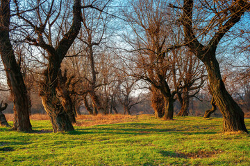 leafless trees in the park at sunrise. green grass on the ground in morning light. calm nature scenery in springtime