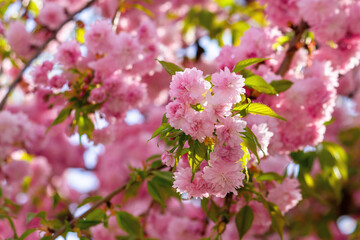 Fototapeta na wymiar pink cherry blossom in spring time. lush flowers sakura on branches in morning light. beautiful nature background