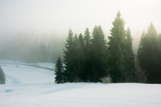 spruce trees among the morning fog in winter on snow covered meadow. beautiful nature in cold season. moody dramatic weather