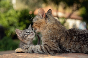 Portrait of a mother cat and her little one