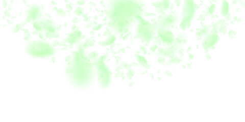 Green flower petals falling down. Elegant romantic