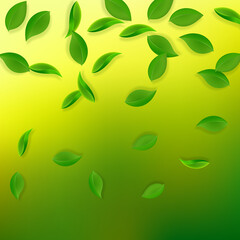 Fototapeta premium Falling green leaves. Fresh tea neat leaves flying
