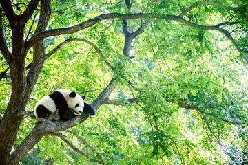  Adorable giant panda sleeping high on a huge green tree © Lydia