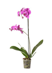 Naklejka na ściany i meble Beautiful orchid plant on white background