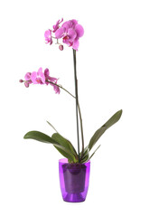 Fototapeta na wymiar Beautiful orchid plant on white background