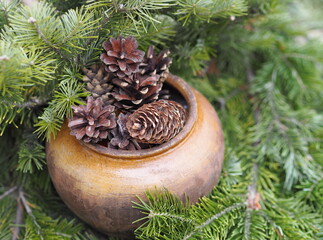 Christmas and New year natural background. Fir cones in a clay pot under spruce branches.