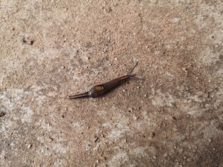 lizard on the ground