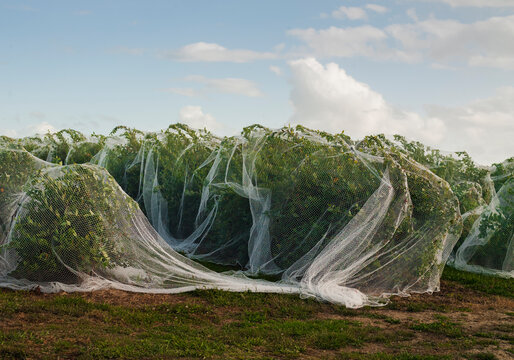 Rows of blueberry plants covered with nets for protection