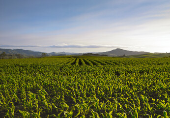 Looking across large maize field towards hills and blue sky