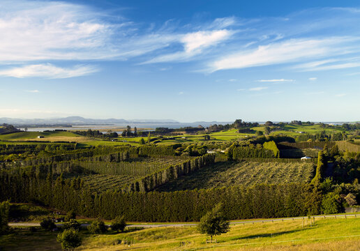 View of green pasture land and Kiwifruit orchards leading down to coastal inlet on sunny day