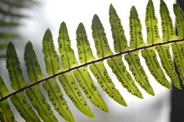 Fern leaves close up, macro