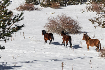 Wild horses are running in the snow on Spil Mountain, Manisa