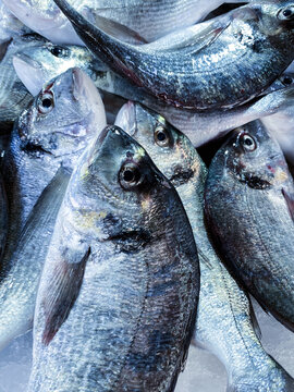 Gilt-head bream fish product in full frame