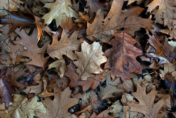 autumn leaves - background, texture of autumn oak leaves in a cold forest