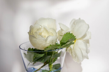 A small transparent blue glass of water on a white background on a Sunny day. Beautiful shadows and glare of the sun rays. White roses in water drops. Beautiful wet flowers.