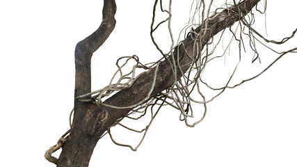 Messy jungle vines liana plant climbing hanging on jungle tree trunk and twisted around tree branch...