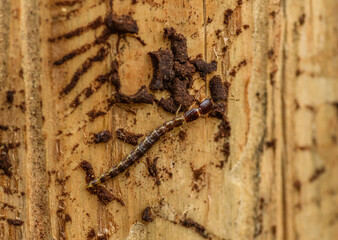larva of rove beetle (Staphylinidae) on wood damaged from bark beetle