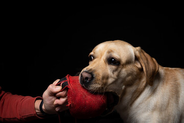 Close-up of a Labrador Retriever dog with a toy and the owner's hand.