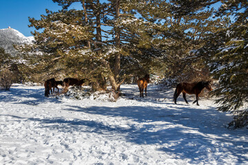 Wild horses and snow-covered trees wandering the snowy mountain.
