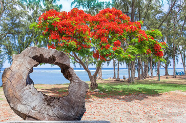 Île de la Réunion, flamboyant sur plage de Saint-Leu 