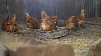 Colorful chickens under the tree. Beautiful brown hen in the chicken coop. Private chicken coop with wood imitation.