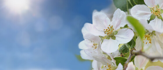 close on pretty white flowers of cherry tree blooming on  sunny sky background