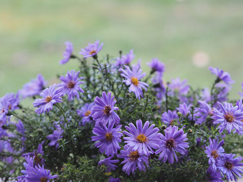 Bouquet of delicate autumn Aster flowers with seasonal blooming in the garden, closeup. Beautiful garden plant symphyotrichum novi-belgii with blue flowers.  Romantic floral pattern.