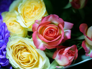 bright ordinary rose flower close up