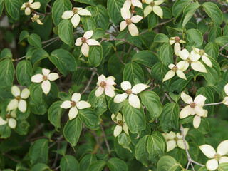 (Cornus kousa ou nuttallii) Cornouiller de Kousa cultivar 'Venus' aux branches parées d'une profusion de fleurs blanches étoilées, bractées pointues, légèrement teintées de rose sur un feuillage vert  © Marc