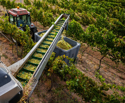 Harvesting Grapes