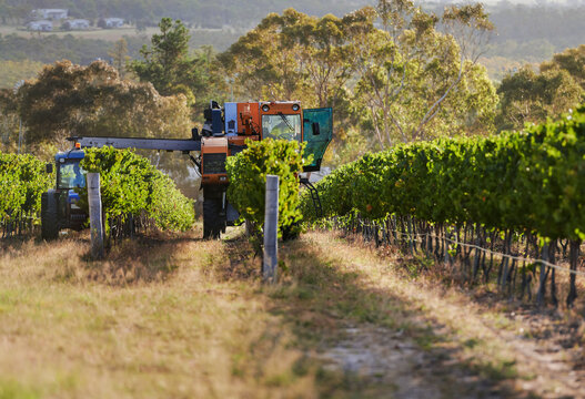 Harvesting Grapes
