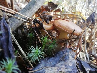 mushrooms in the woods