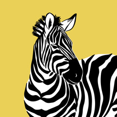 Graphical portrait of zebra isolated on white background, vector illustration for printing. Striped black and white.