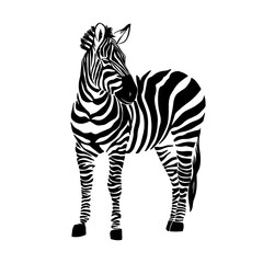 Fototapeta na wymiar Graphical portrait of zebra isolated on white background, vector illustration for printing. Striped black and white.
